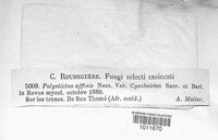Microporus affinis image